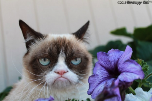 grumpy cat