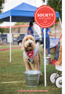 pet influencer indy the goldendoodle